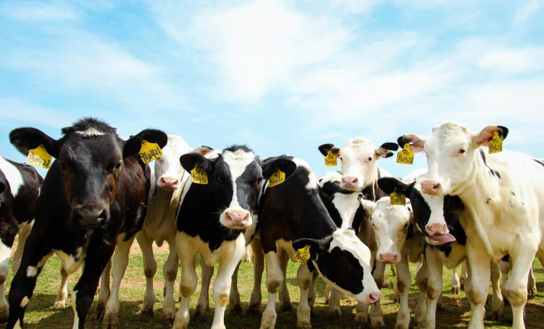 北京大學(xué)南南合作與發(fā)展學(xué)院教授、全球伙伴關(guān)系主任周詠梅一行蒞臨花花牛平輿瑞亞牧業(yè)參觀調(diào)研