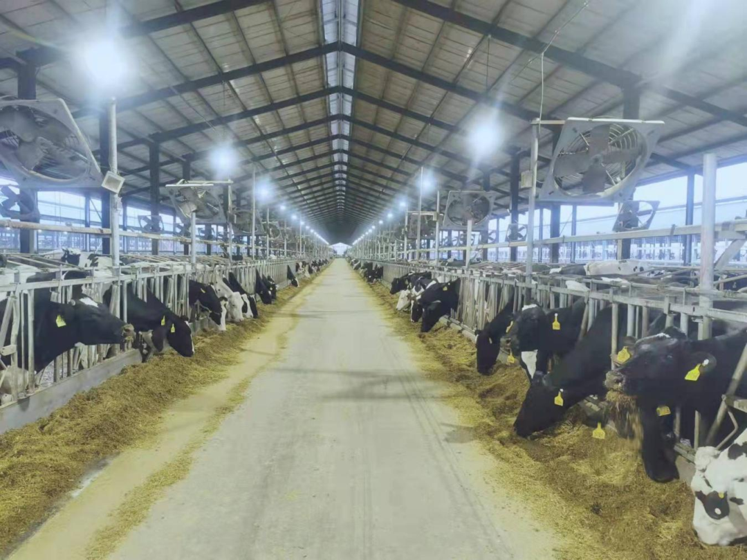 北京大學(xué)南南合作與發(fā)展學(xué)院教授、全球伙伴關(guān)系主任周詠梅一行蒞臨花花牛平輿瑞亞牧業(yè)參觀調(diào)研