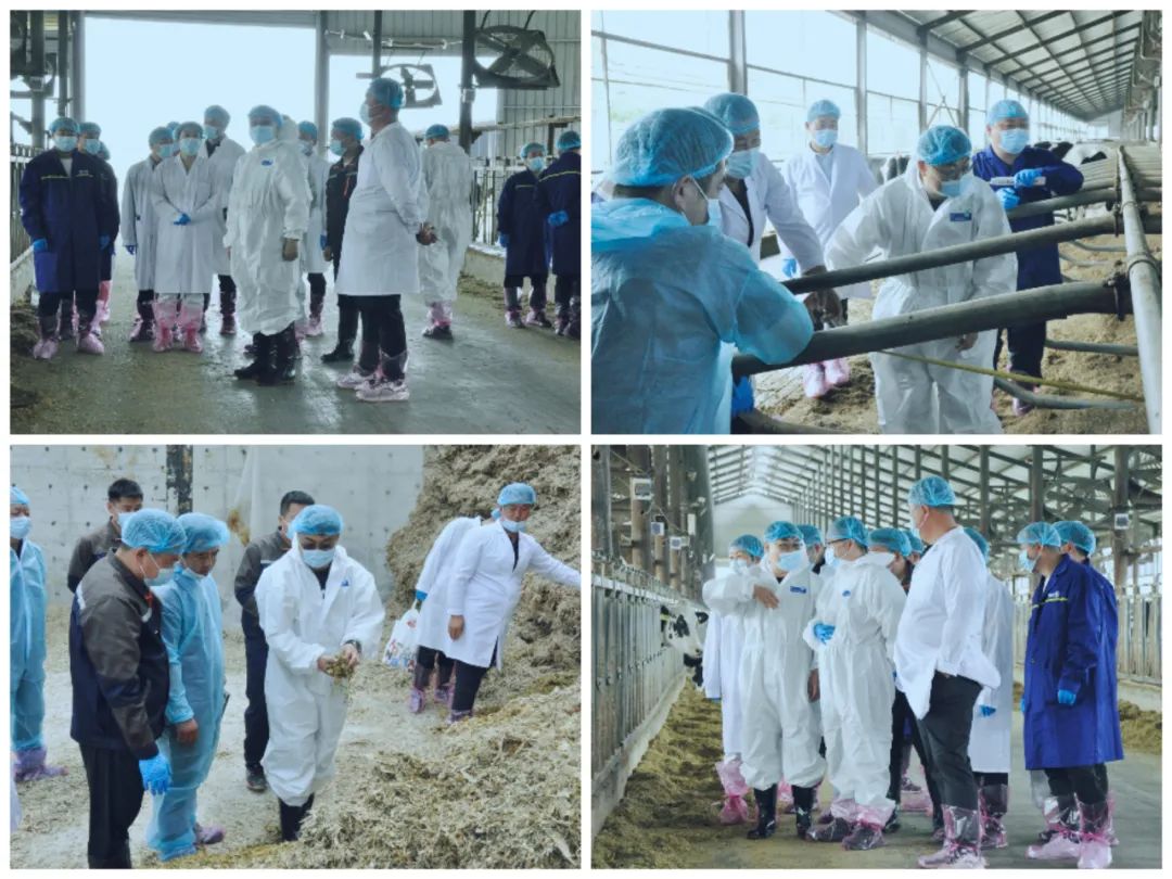 花花牛丨國家奶牛產(chǎn)業(yè)技術(shù)體系首席科學(xué)家、中國農(nóng)業(yè)大學(xué)教授李勝利一行蒞臨花花牛魯山瑞亞參觀調(diào)研