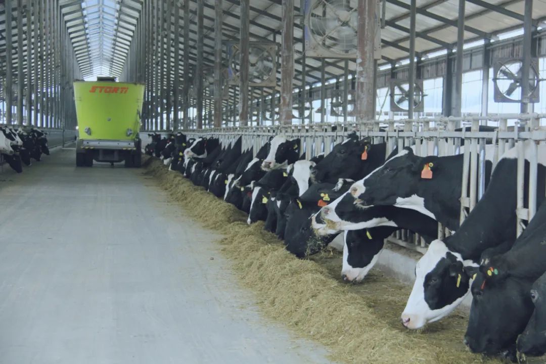 花花牛丨國家奶牛產(chǎn)業(yè)技術(shù)體系首席科學(xué)家、中國農(nóng)業(yè)大學(xué)教授李勝利一行蒞臨花花牛魯山瑞亞參觀調(diào)研