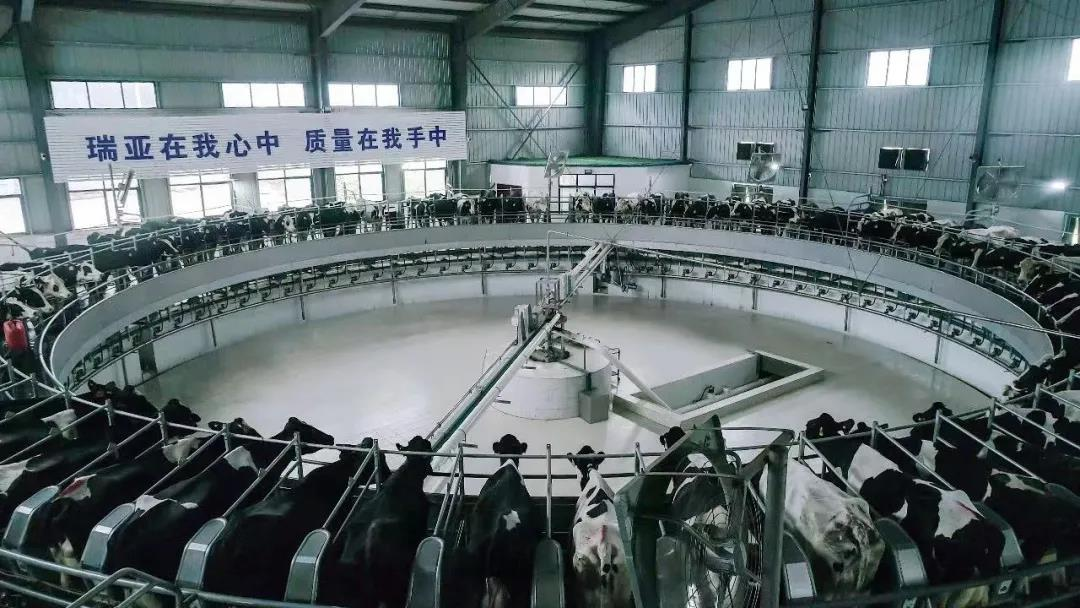 花花牛丨駐馬店市遂平縣政協(xié)黨組書記、主席張衛(wèi)東一行蒞臨花花牛魯山瑞亞牧場參觀