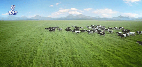 榮譽 | “百家牛場青貯質量評鑒活動”花花牛新蔡瑞亞牧業、河南合源乳業分別榮獲一、三等獎