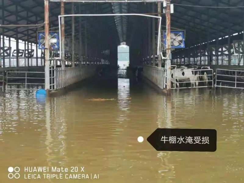 【乳報·聚焦】“豫”難而上的中原牛人“太中了”！